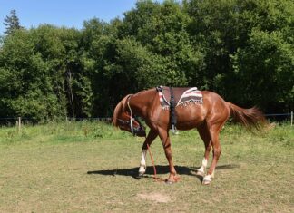 Czy montować szyber w kominku?