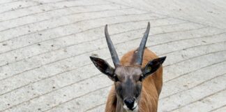 Jaki podnóżek do antilop?