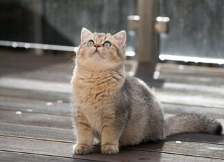 Ile litrów ma bak Alfa Romeo Giulietta? Ile litrów ma bak Alfa Romeo Giulietta?