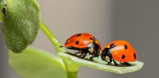 Czy w Biedronce jest grzaniec?