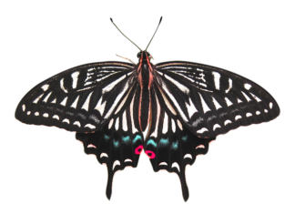 Co grozi za usunięcie AdBlue?