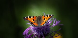 Czy w baterii jest miedź?