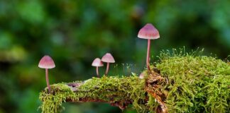 Czym polerowanie gąbka czy futro?