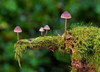 Czym polerowanie gąbka czy futro? Czym polerowanie gąbka czy futro?