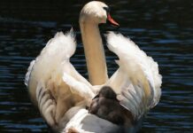 Do jakiego wzrostu Pierwszy fotelik?