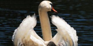 Do jakiego wzrostu Pierwszy fotelik?