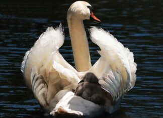 Do jakiego wzrostu Pierwszy fotelik? Do jakiego wzrostu Pierwszy fotelik?