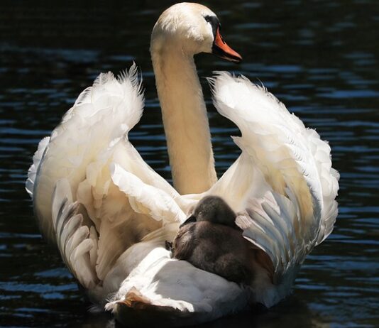 Do jakiego wzrostu Pierwszy fotelik? Do jakiego wzrostu Pierwszy fotelik?