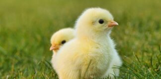 Jak zrobić kran na zewnątrz?