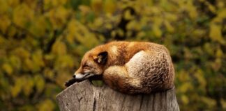 Co oznacza czerwony samochód?