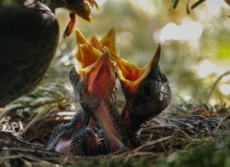 Jak karmić dziecko które nie siedzi? Jak karmić dziecko które nie siedzi?