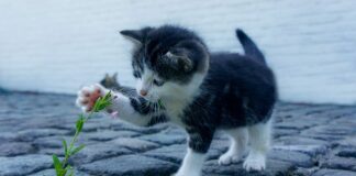 Jak ładnie zapakować skarpety?