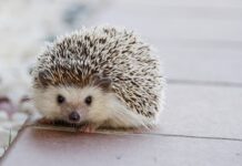 Jak dobrać kółka do fotela?