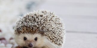 Jak dobrać kółka do fotela?