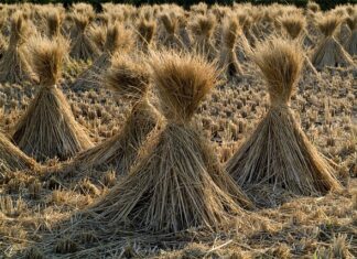 Kiedy używa się futra polerskiego?