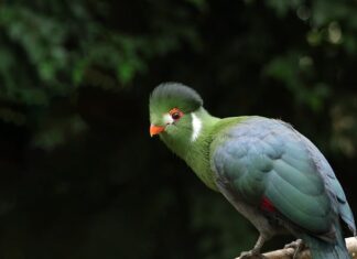 Jakie gałki do białych mebli?