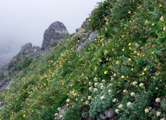 Jak witają się ludzie w Japonii? Jak witają się ludzie w Japonii?