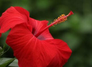 Jaki powinien być tłuczek do mięsa? Jaki powinien być tłuczek do mięsa?