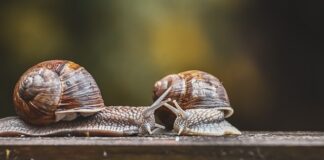 Czy trzeba wymienić czujnik uderzenia po wystrzale poduszek?