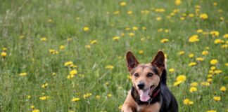 Jak prawidłowo wykonać wylewkę betonową?