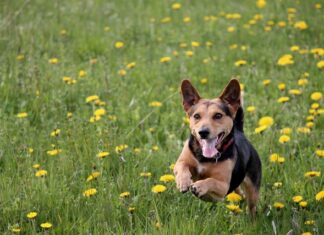 Jak prawidłowo wykonać wylewkę betonową? Jak prawidłowo wykonać wylewkę betonową?