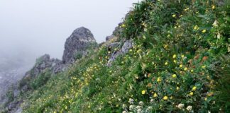 Którego piętra nie ma w Japonii?