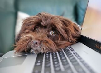 Jak pozbyć się ograniczenia prędkości w samochodzie?