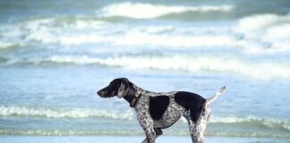 Czy trzeba moczyć wałek przed malowaniem?