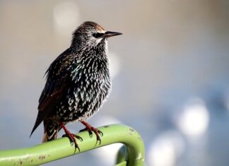 Dlaczego widać pasy po malowaniu?