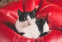 mokra karma dla kota